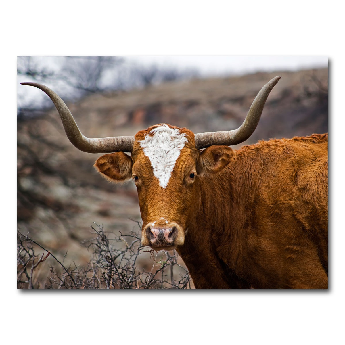 AUTO-MOCKUP WHITE | Texas Longhorn | 1 Piece | Gallery Wrap Canvas | group=4x3