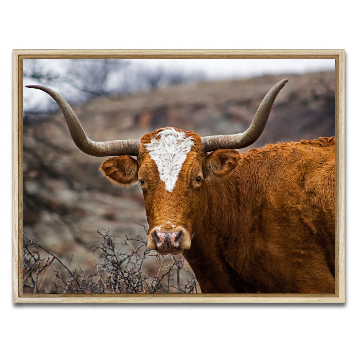 AUTO-MOCKUP WHITE | Texas Longhorn | 1 Piece | Natural Framed Canvas | group=4x3