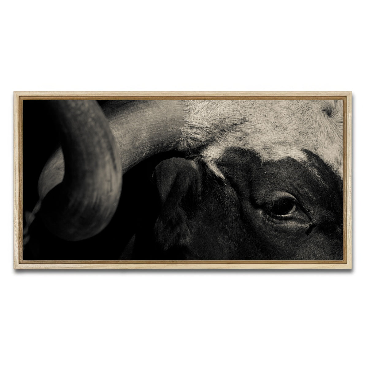 AUTO-MOCKUP WHITE | Texas Longhorn cow | 1 Piece | Natural Framed Canvas | group=2x1