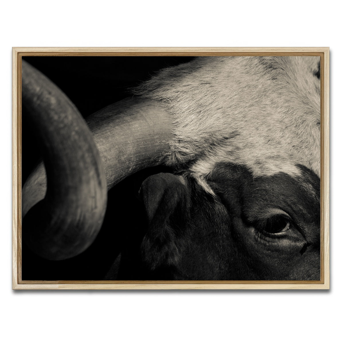 AUTO-MOCKUP WHITE | Texas Longhorn cow | 1 Piece | Natural Framed Canvas | group=4x3