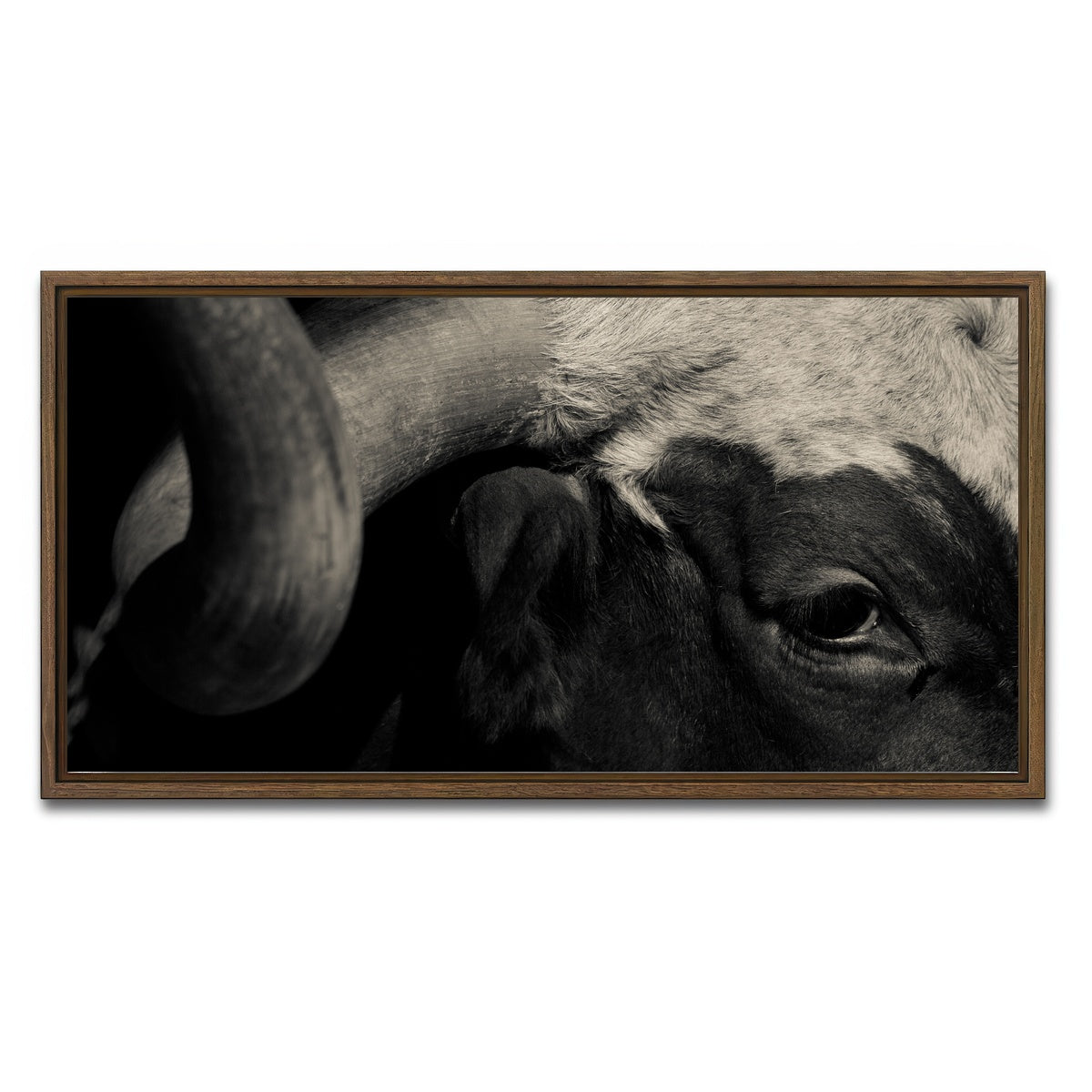 AUTO-MOCKUP WHITE | Texas Longhorn cow | 1 Piece | Walnut Framed Canvas | group=2x1
