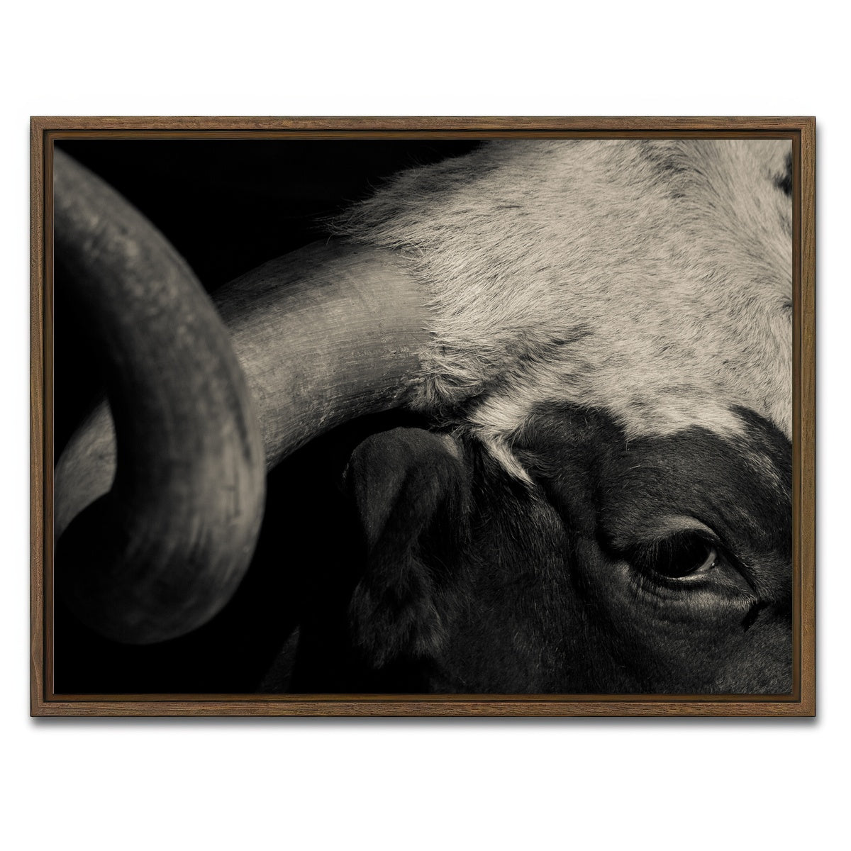AUTO-MOCKUP WHITE | Texas Longhorn cow | 1 Piece | Walnut Framed Canvas | group=4x3
