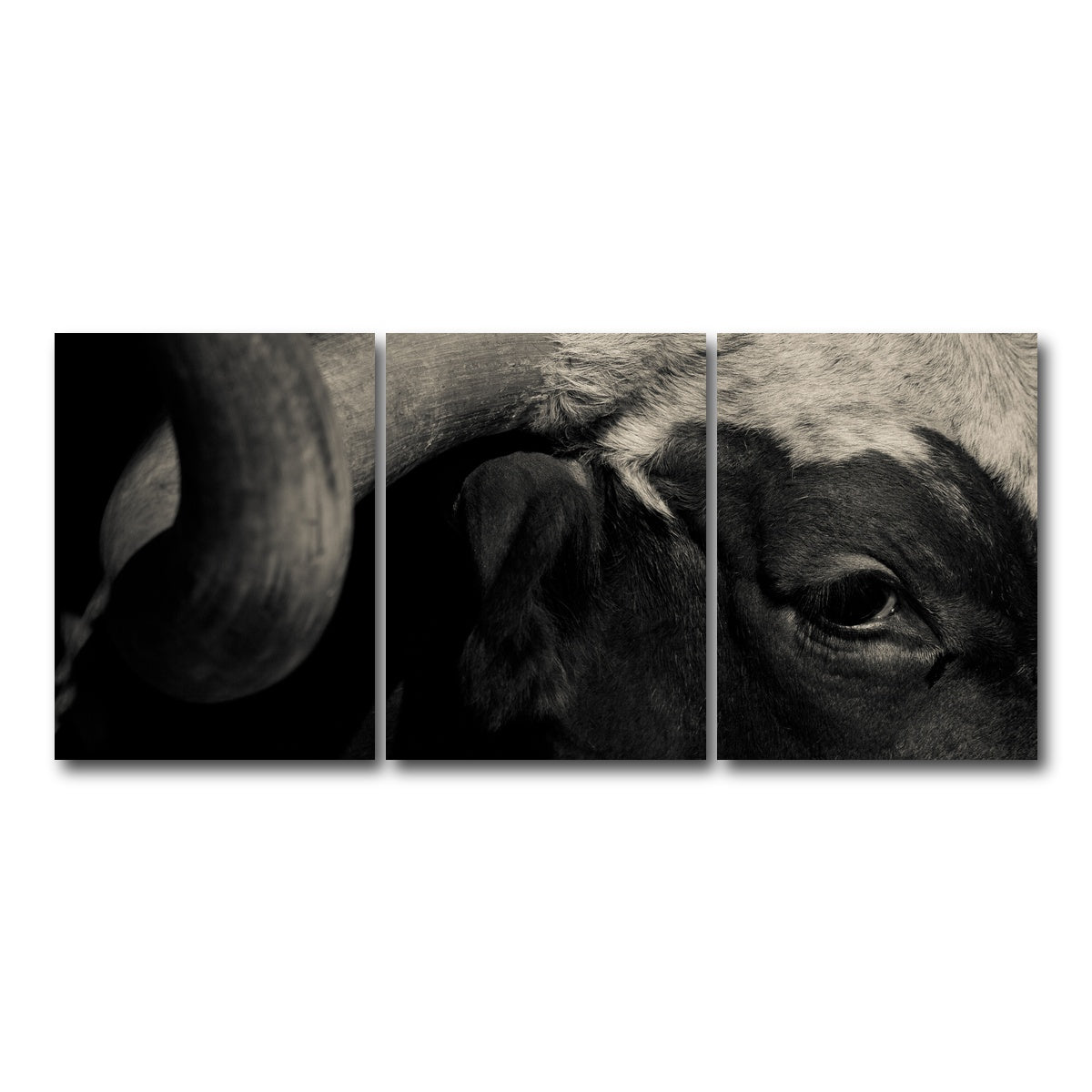 AUTO-MOCKUP WHITE | Texas Longhorn cow | 3 Piece | Gallery Wrap Canvas | group=18x24