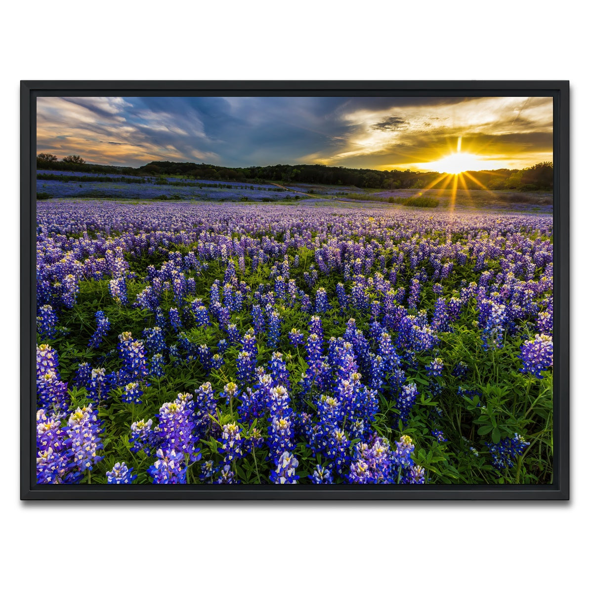 AUTO-MOCKUP WHITE | Texas bluebonnet field Muleshoe Bend | 1 Piece | Black Framed Canvas | group=4x3
