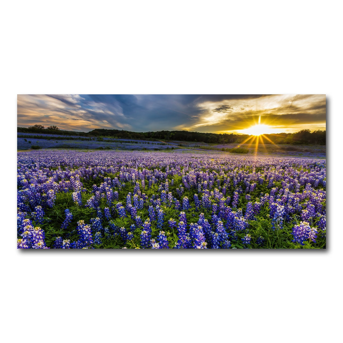 AUTO-MOCKUP WHITE | Texas bluebonnet field Muleshoe Bend | 1 Piece | Gallery Wrap Canvas | group=2x1