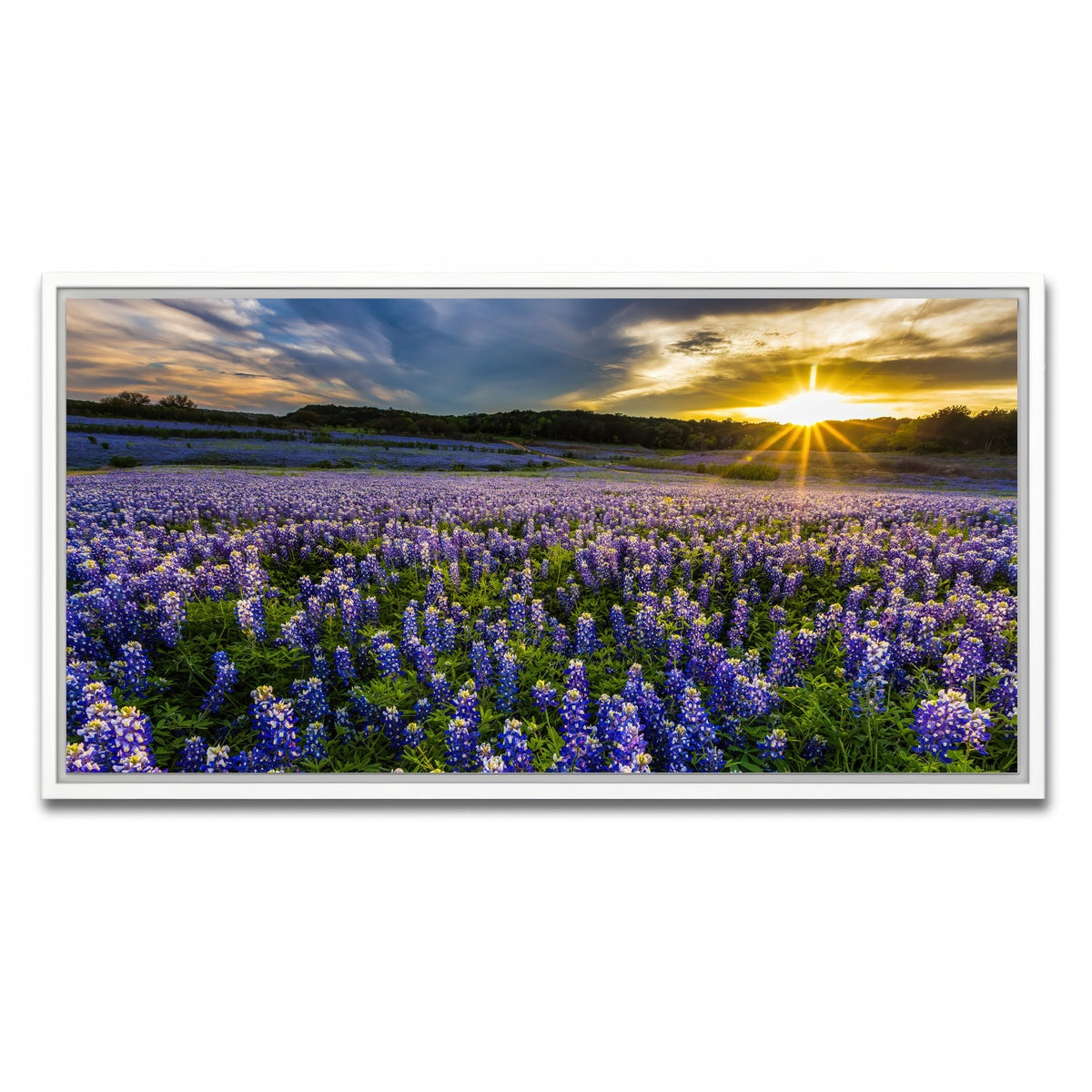 AUTO-MOCKUP WHITE | Texas bluebonnet field Muleshoe Bend | 1 Piece | White Framed Canvas | group=2x1