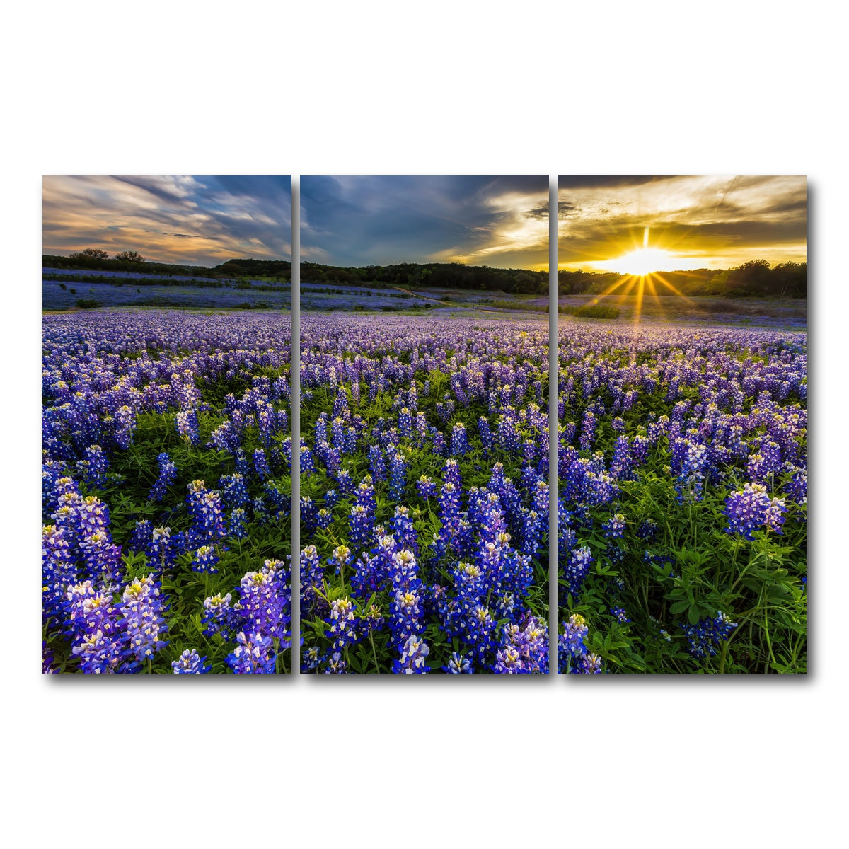 AUTO-MOCKUP WHITE | Texas bluebonnet field Muleshoe Bend | 3 Piece | Gallery Wrap Canvas | group=12x24