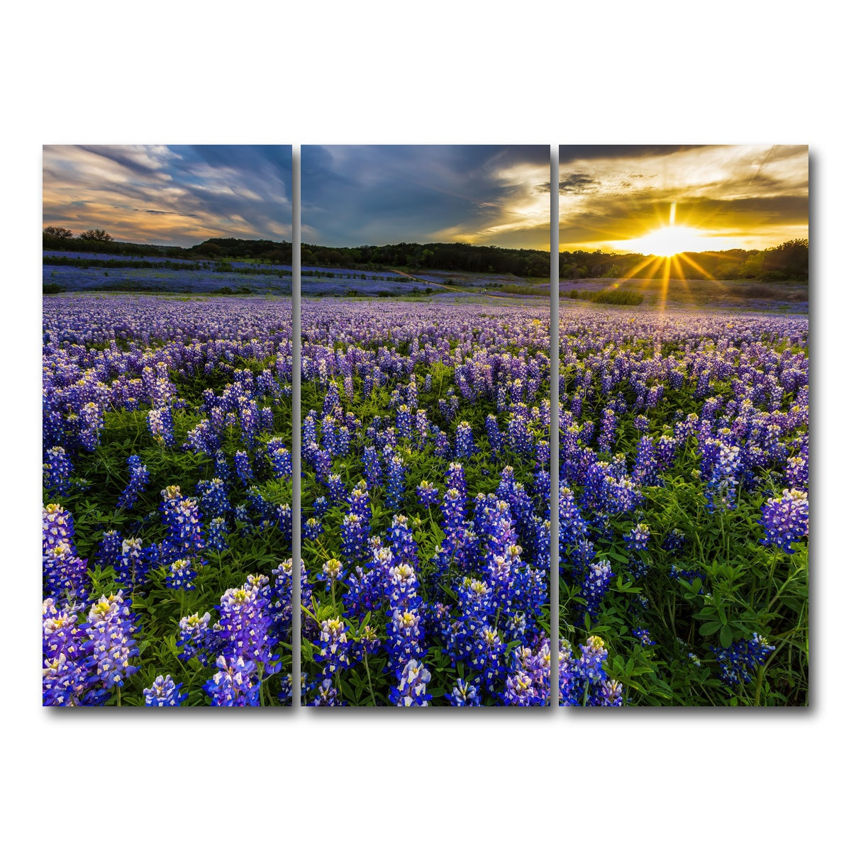 AUTO-MOCKUP WHITE | Texas bluebonnet field Muleshoe Bend | 3 Piece | Gallery Wrap Canvas | group=8x18