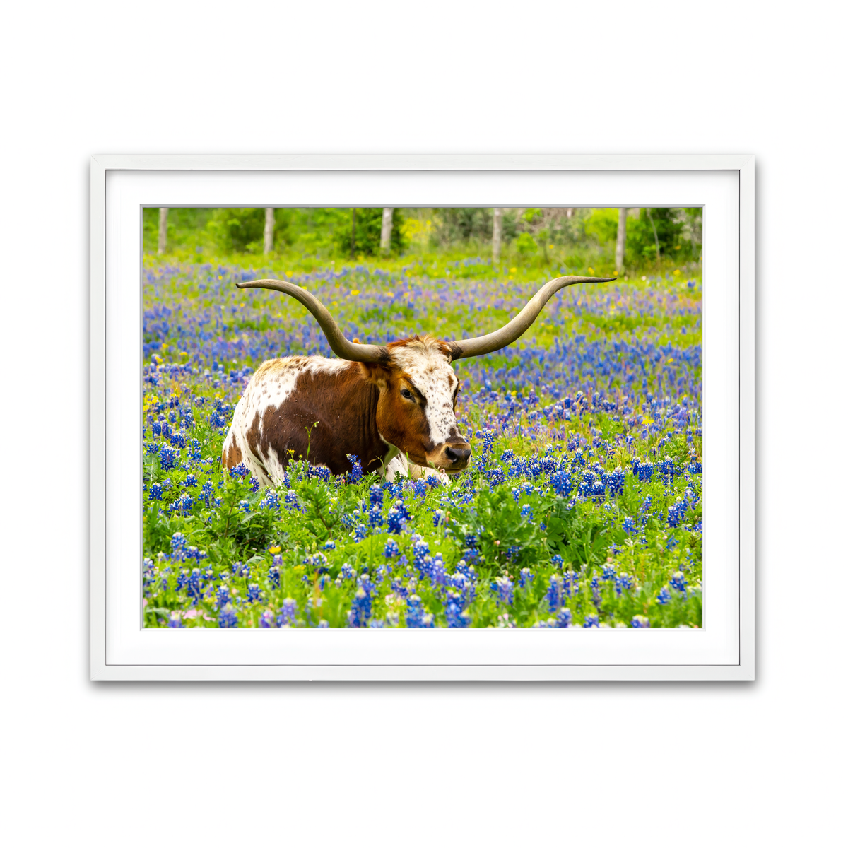 Framed Print 4x3 White