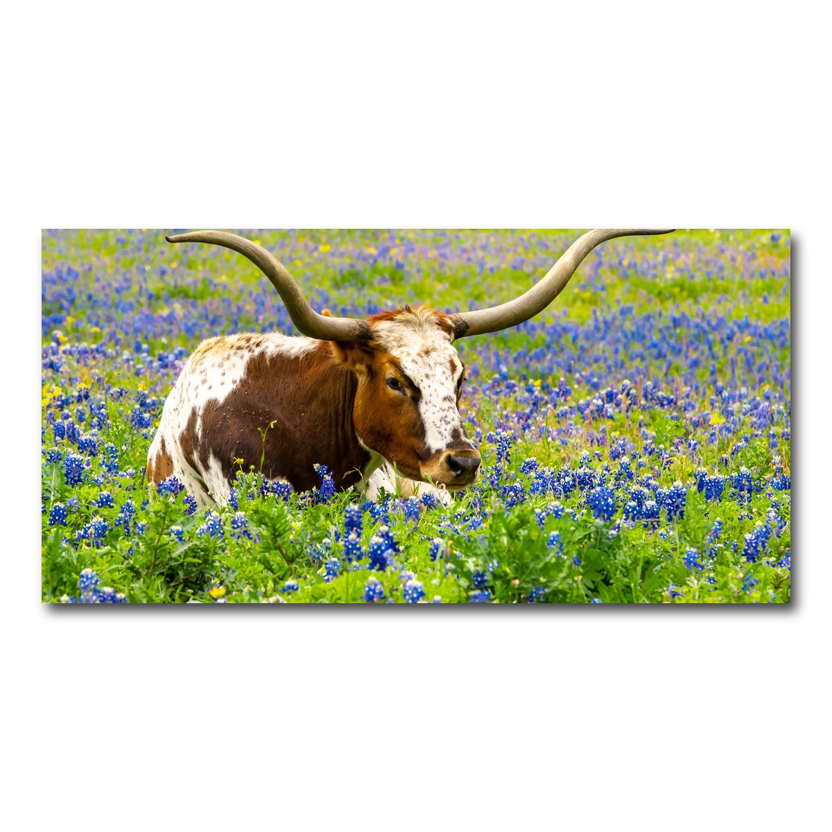 AUTO-MOCKUP WHITE | Texas longhorn bull | 1 Piece | Gallery Wrap Canvas | group=2x1