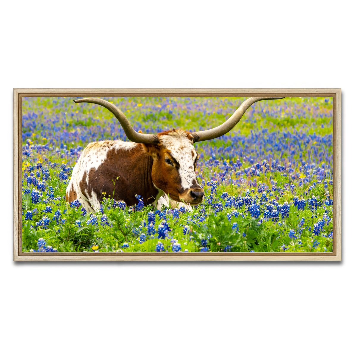 AUTO-MOCKUP WHITE | Texas longhorn bull | 1 Piece | Natural Framed Canvas | group=2x1