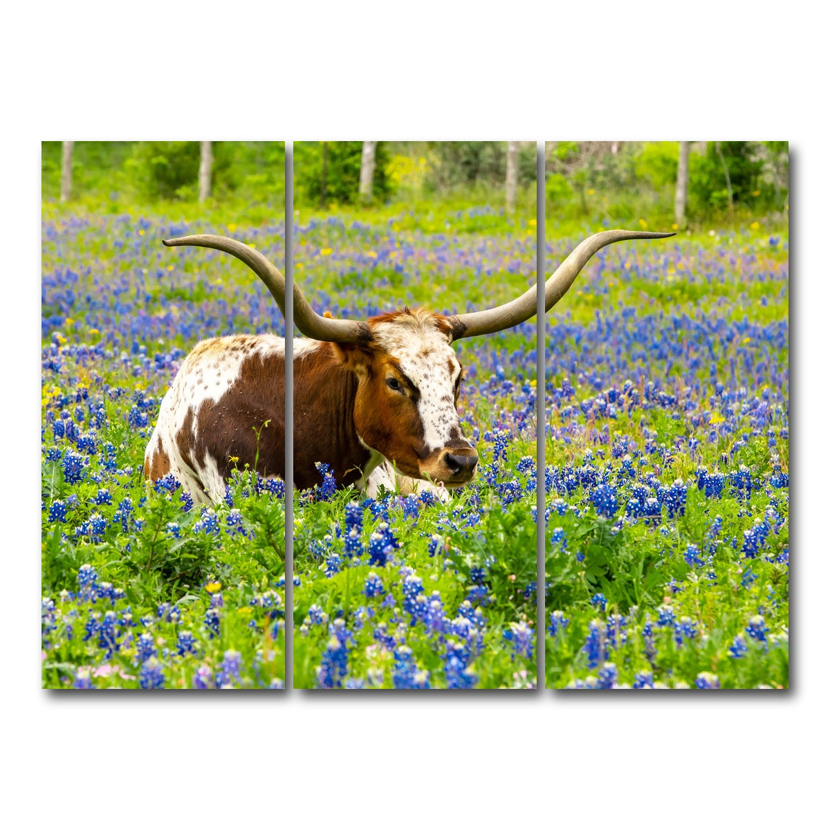 AUTO-MOCKUP WHITE | Texas longhorn bull | 3 Piece | Gallery Wrap Canvas | group=8x18