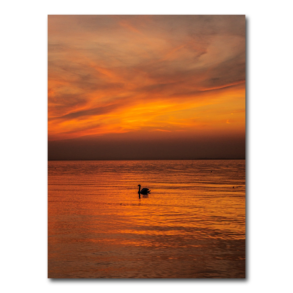AUTO-MOCKUP WHITE | The Black Swan | 1 Piece | Gallery Wrap Canvas | group=3x4
