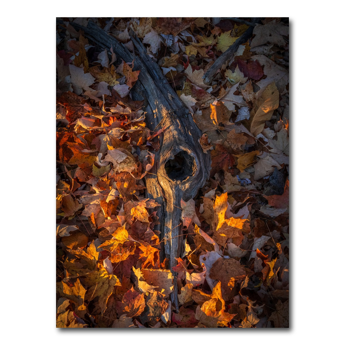 AUTO-MOCKUP WHITE | The Memory of Trees | 1 Piece | Gallery Wrap Canvas | group=3x4