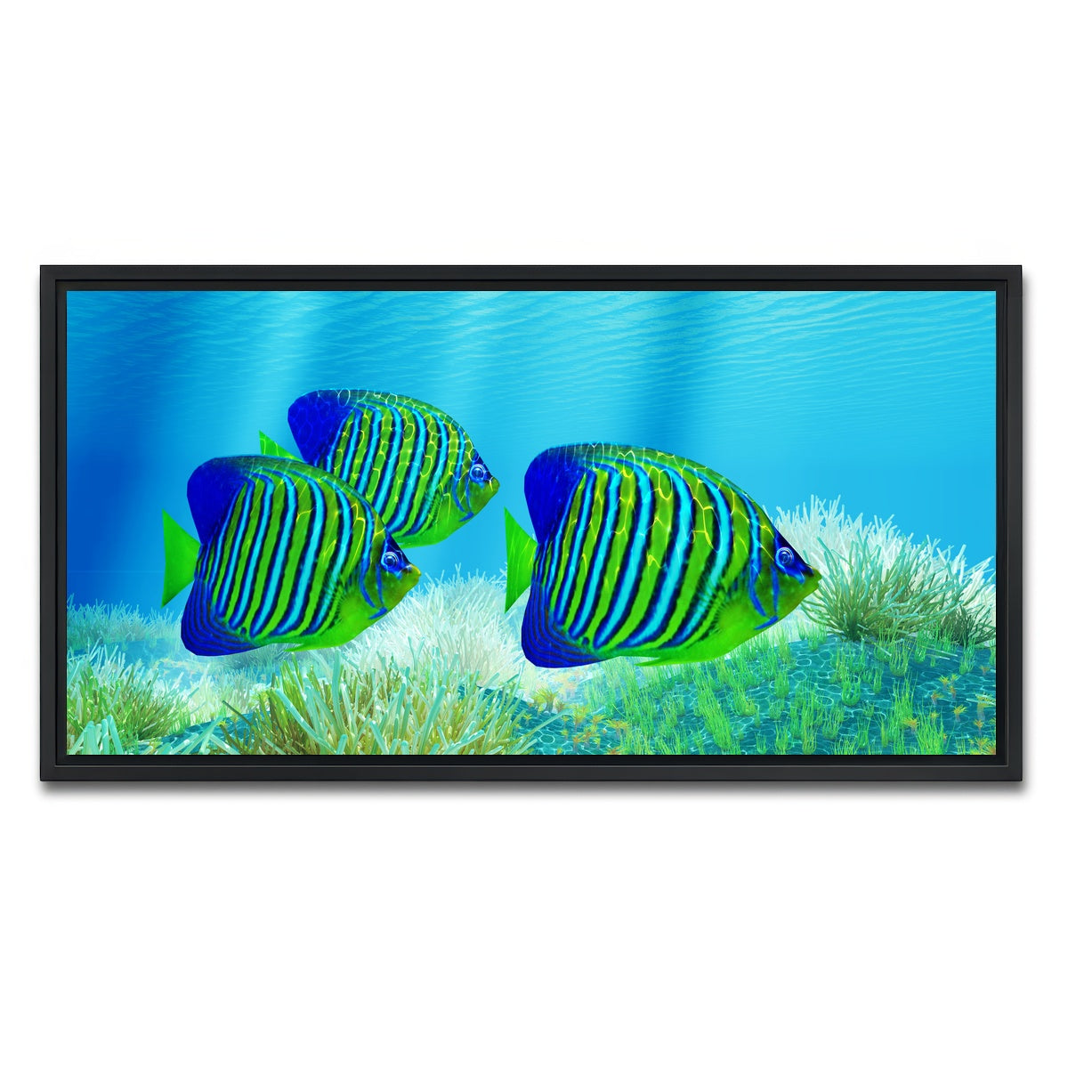 AUTO-MOCKUP WHITE | Three Regal Angelfish | 1 Piece | Black Framed Canvas | group=2x1