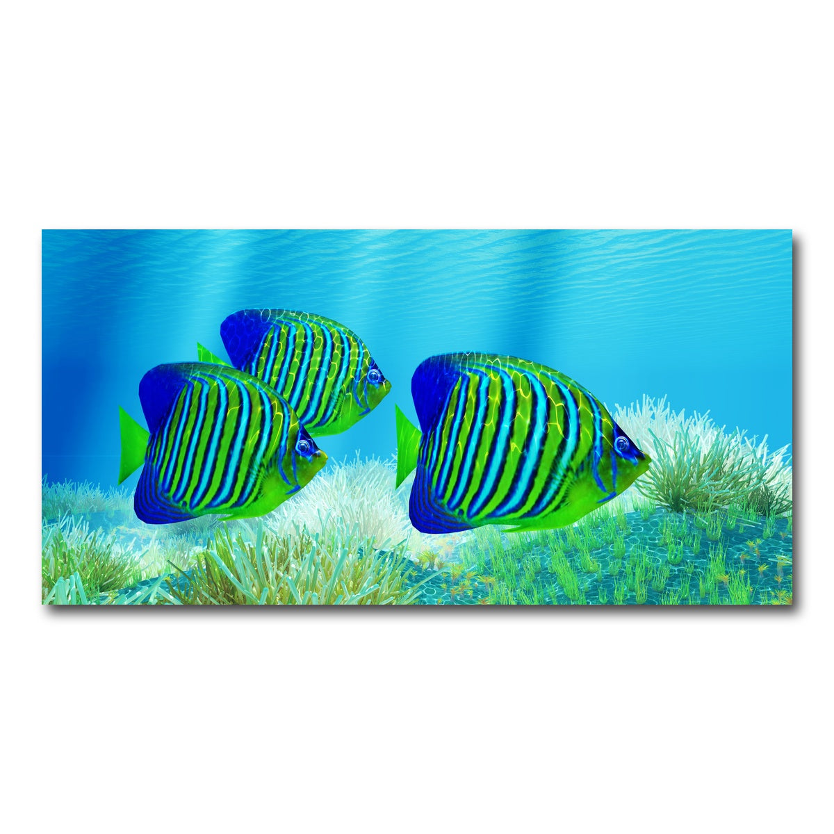 AUTO-MOCKUP WHITE | Three Regal Angelfish | 1 Piece | Gallery Wrap Canvas | group=2x1