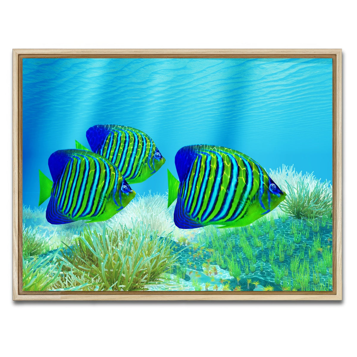 AUTO-MOCKUP WHITE | Three Regal Angelfish | 1 Piece | Natural Framed Canvas | group=4x3