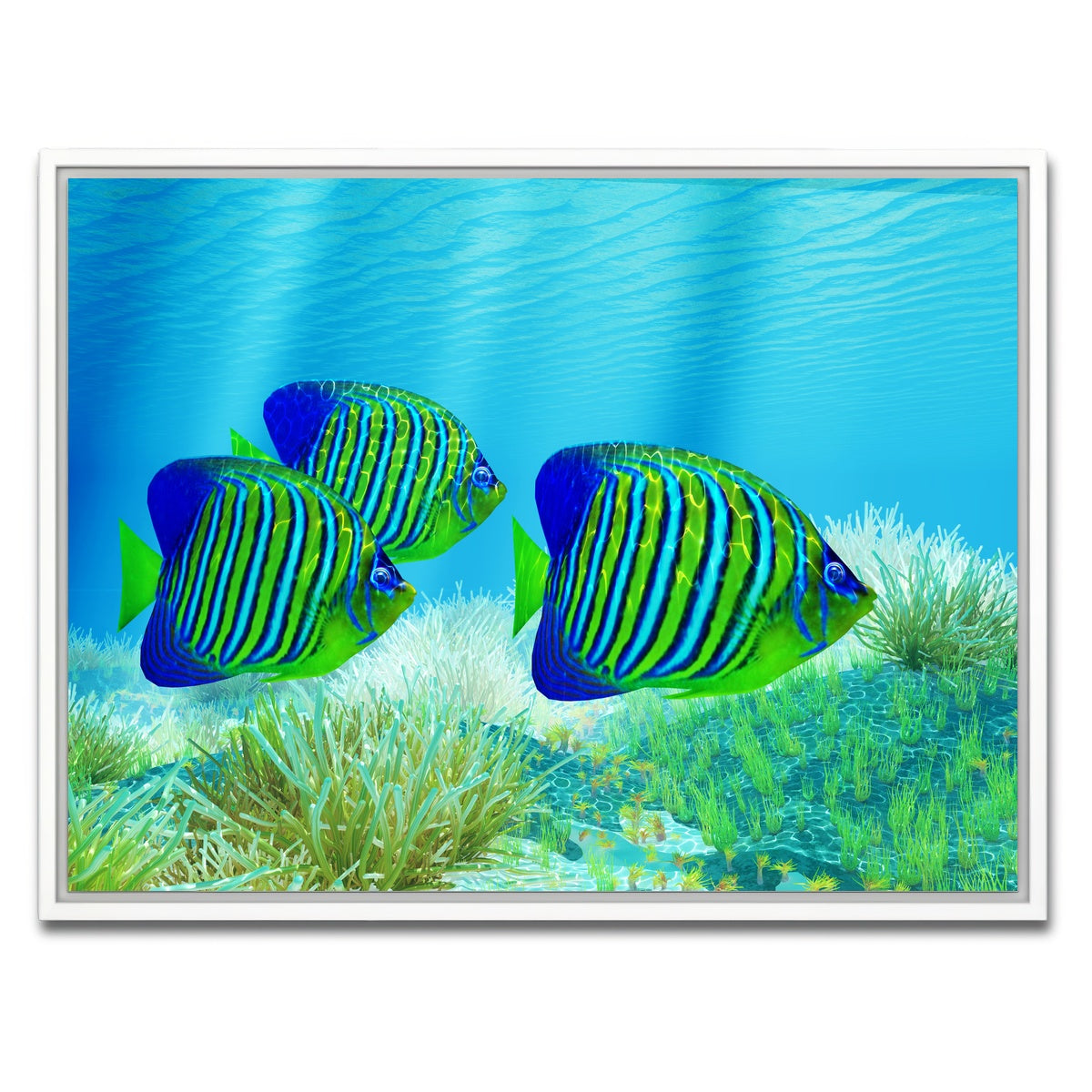 AUTO-MOCKUP WHITE | Three Regal Angelfish | 1 Piece | White Framed Canvas | group=4x3