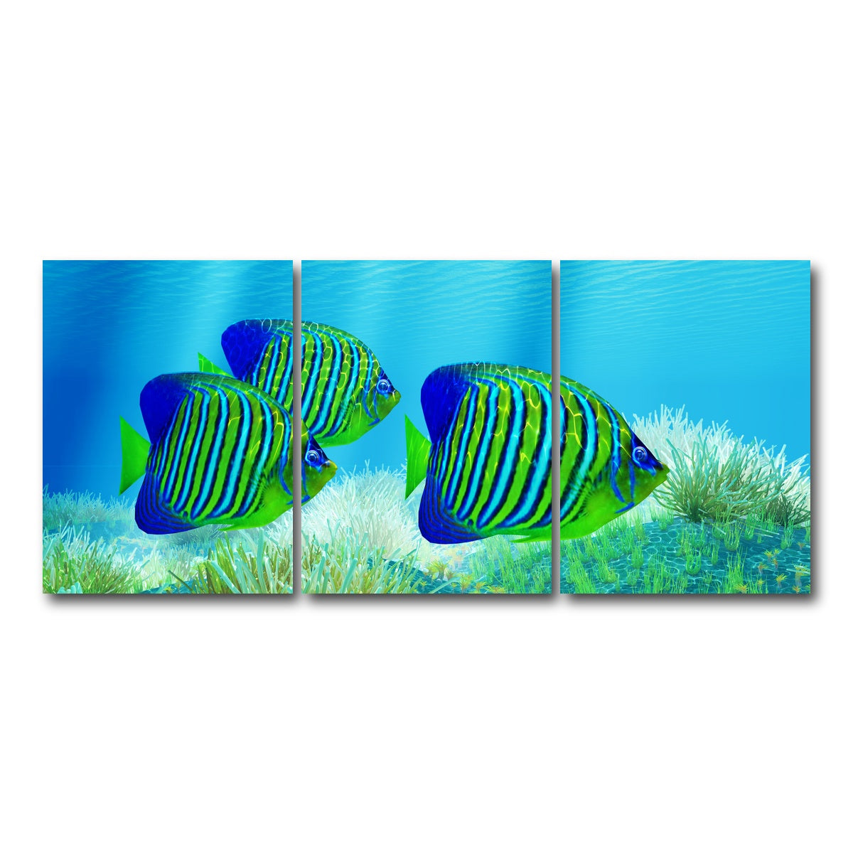 AUTO-MOCKUP WHITE | Three Regal Angelfish | 3 Piece | Gallery Wrap Canvas | group=18x24