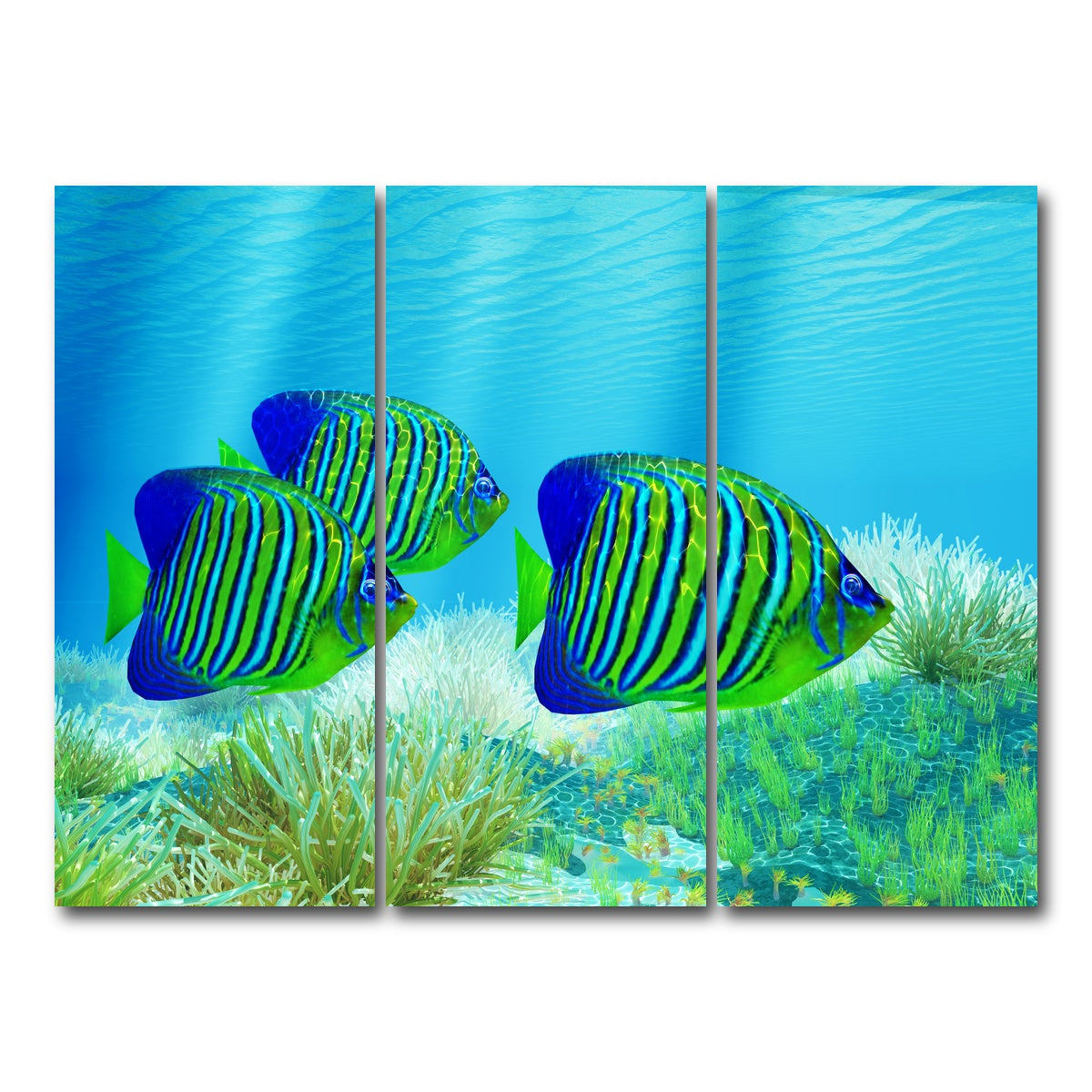 AUTO-MOCKUP WHITE | Three Regal Angelfish | 3 Piece | Gallery Wrap Canvas | group=8x18