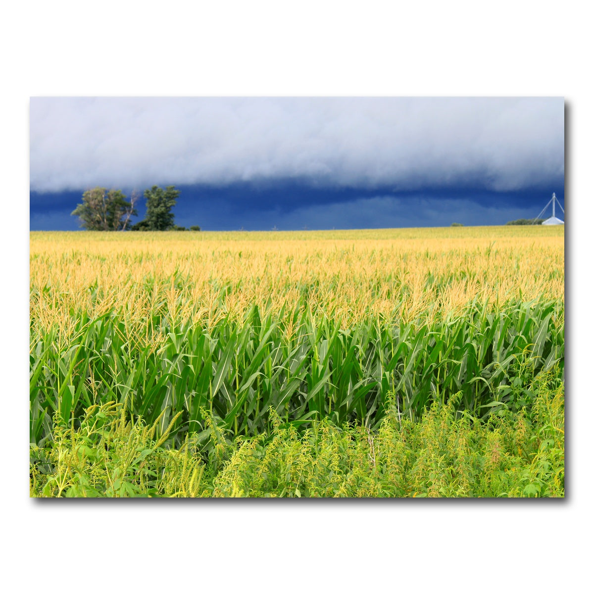 AUTO-MOCKUP WHITE | Thunderstorm Over Illinois Cornfield | 1 Piece | Gallery Wrap Canvas | group=4x3