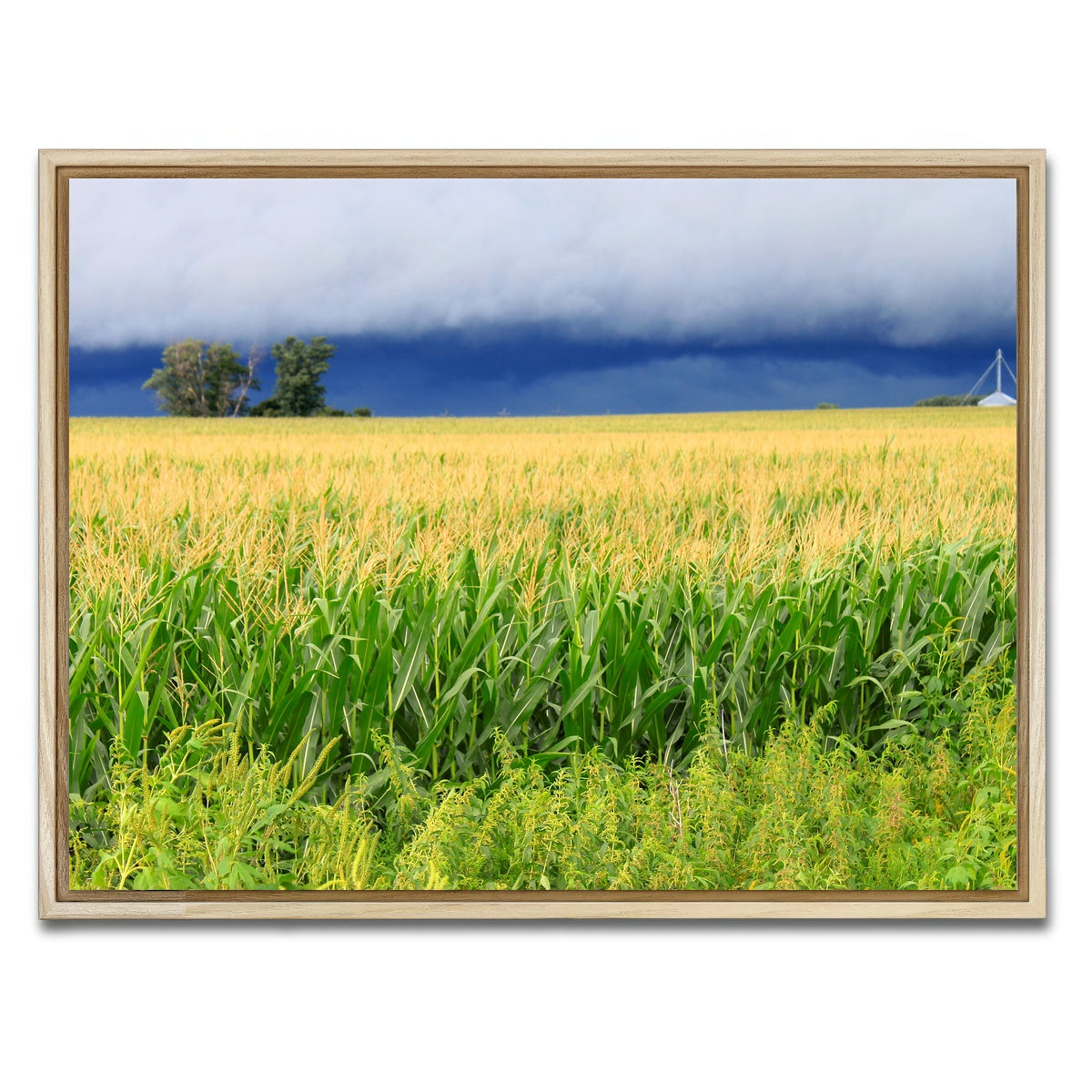 AUTO-MOCKUP WHITE | Thunderstorm Over Illinois Cornfield | 1 Piece | Natural Framed Canvas | group=4x3