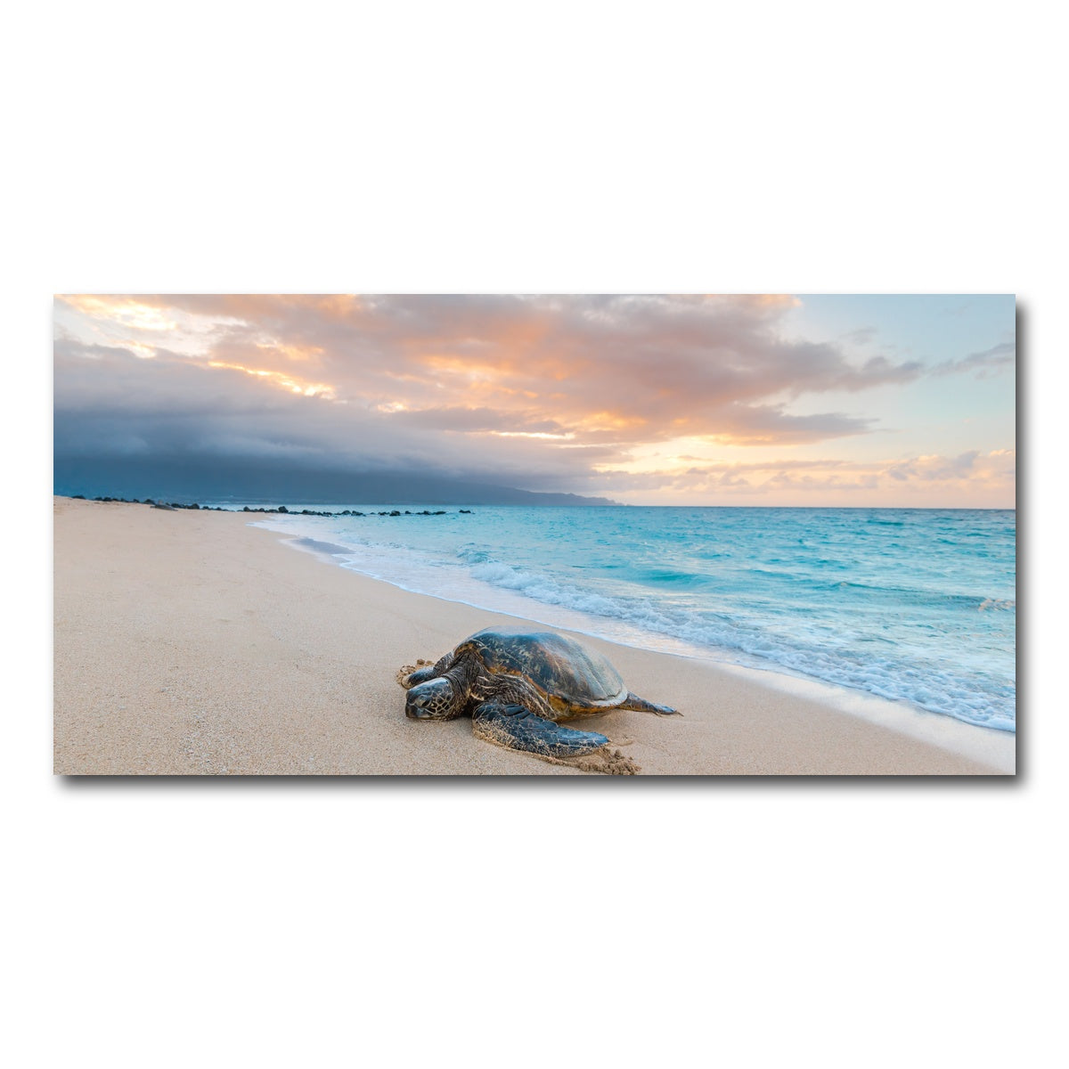 AUTO-MOCKUP WHITE | Turtle Sunset | 1 Piece | Gallery Wrap Canvas | group=2x1