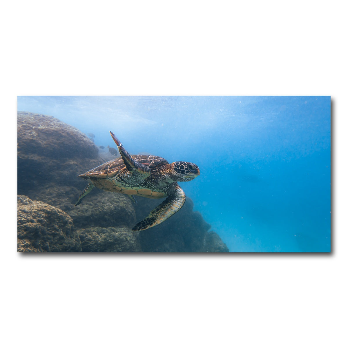 AUTO-MOCKUP WHITE | Turtle Wave | 1 Piece | Gallery Wrap Canvas | group=2x1