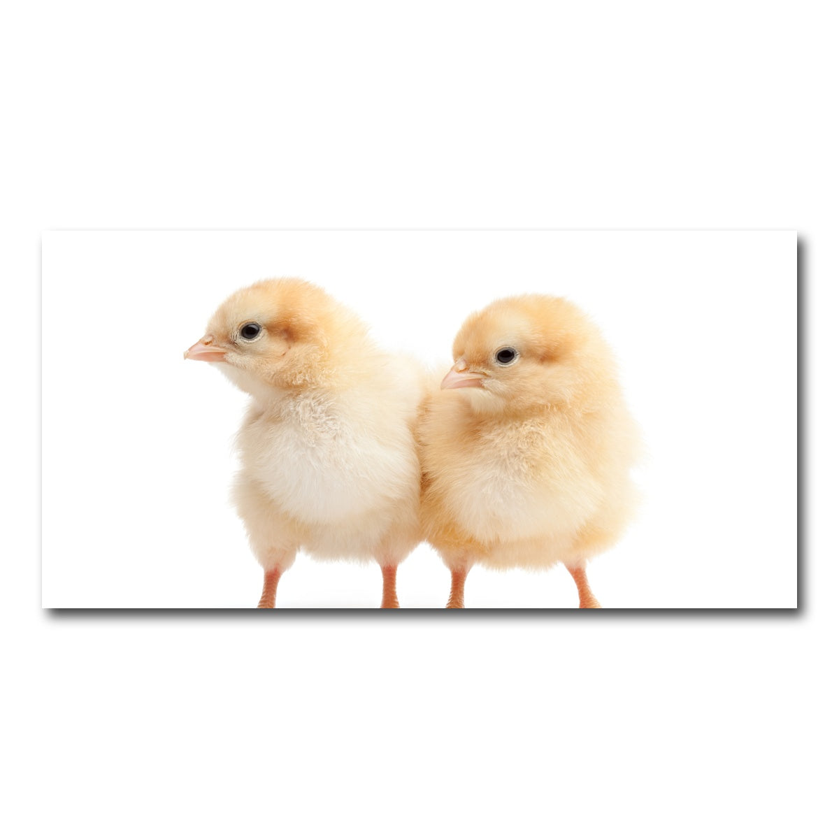 AUTO-MOCKUP WHITE | Two Baby Chickens | 1 Piece | Gallery Wrap Canvas | group=2x1