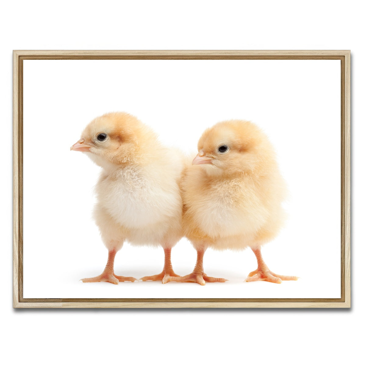 AUTO-MOCKUP WHITE | Two Baby Chickens | 1 Piece | Natural Framed Canvas | group=4x3