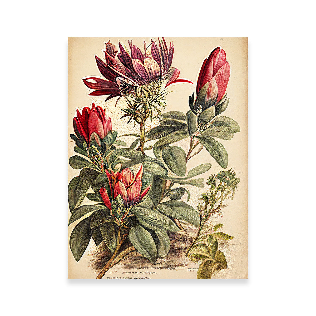 Vintage Botanical Print Series 10 Wall Art