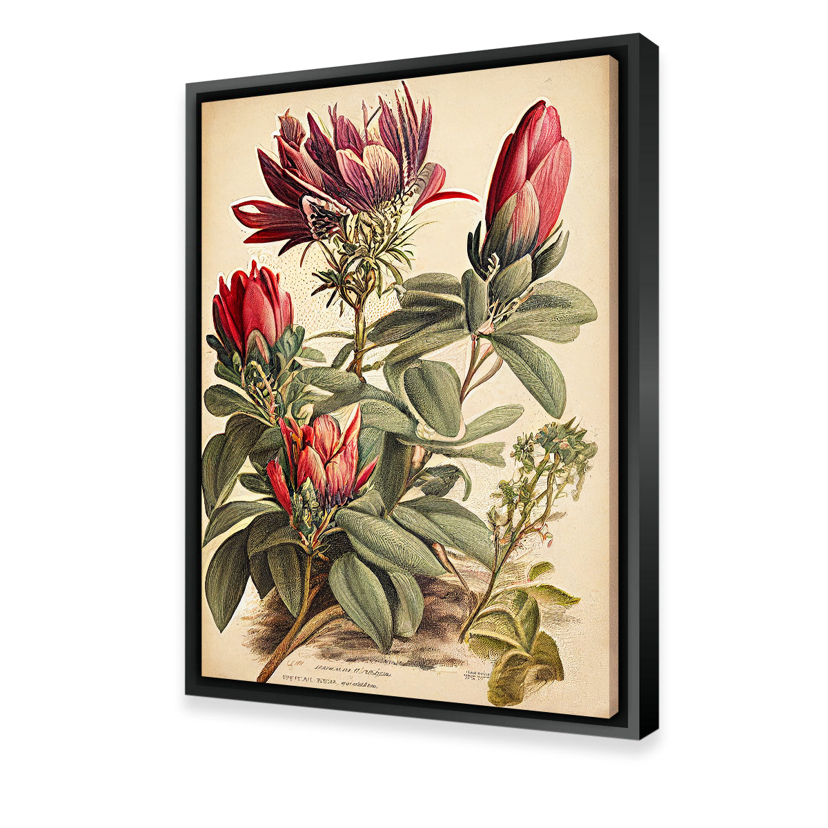 Vintage Botanical Print Series 10 Wall Art
