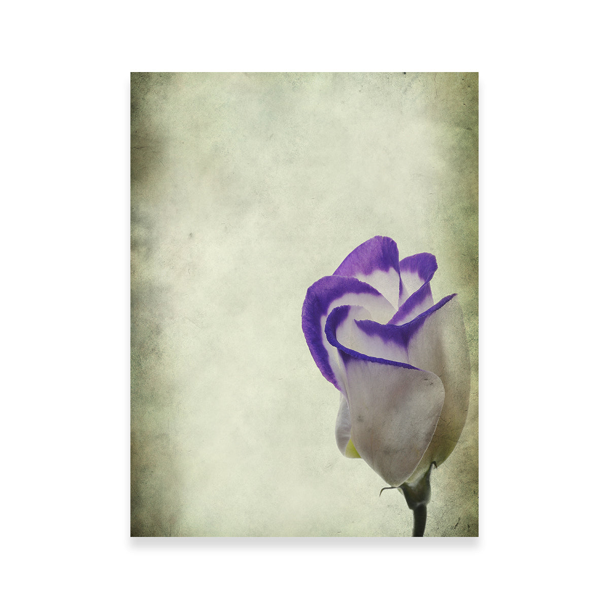 Vintage Lisianthus Wall Art
