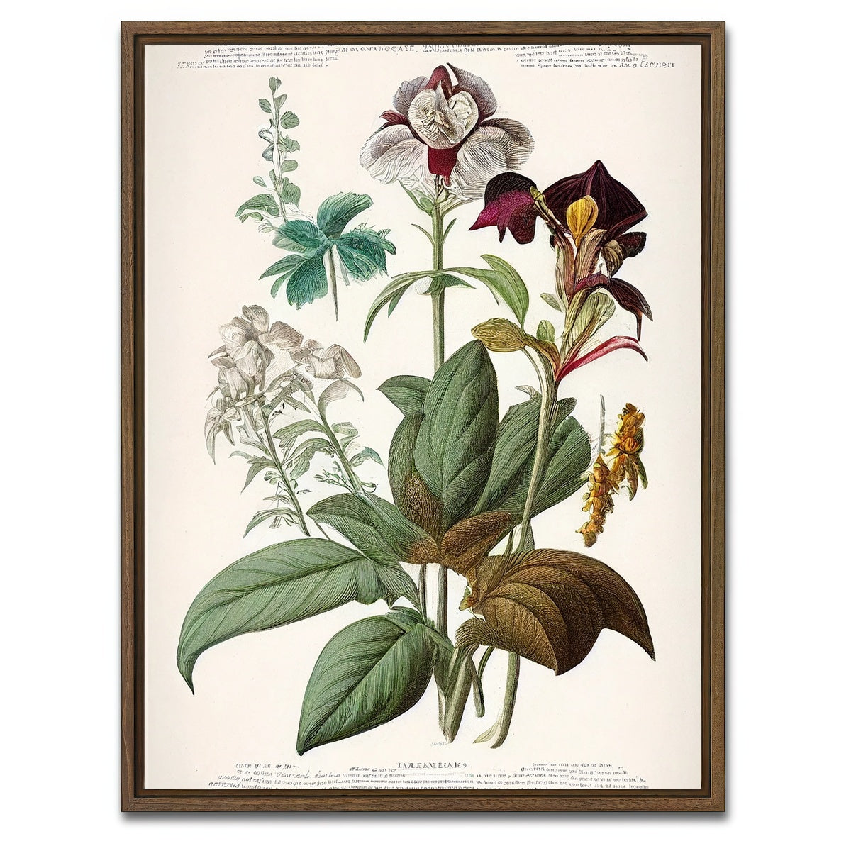 AUTO-MOCKUP WHITE | Vintage Botanical Print Series 3 | 1 Piece | Walnut Framed Canvas | group=3x4