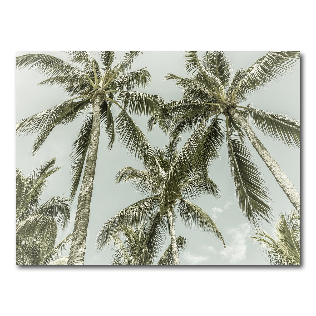 AUTO-MOCKUP WHITE | Vintage Palm Trees | 1 Piece | Gallery Wrap Canvas | group=4x3