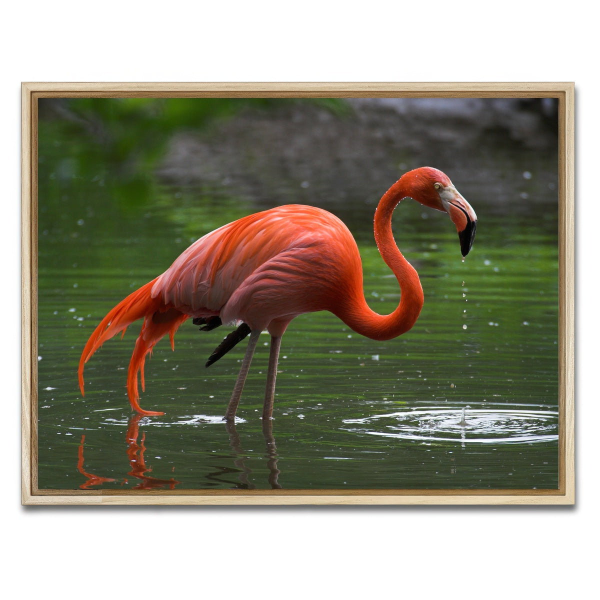 AUTO-MOCKUP WHITE | Wet Flamingo | 1 Piece | Natural Framed Canvas | group=4x3