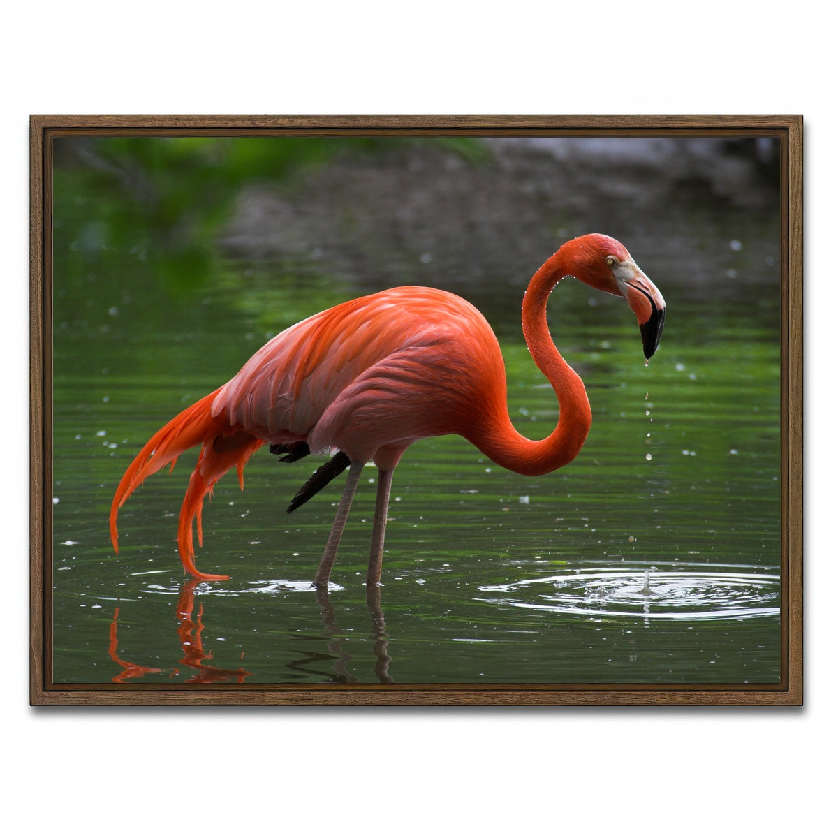 AUTO-MOCKUP WHITE | Wet Flamingo | 1 Piece | Walnut Framed Canvas | group=4x3