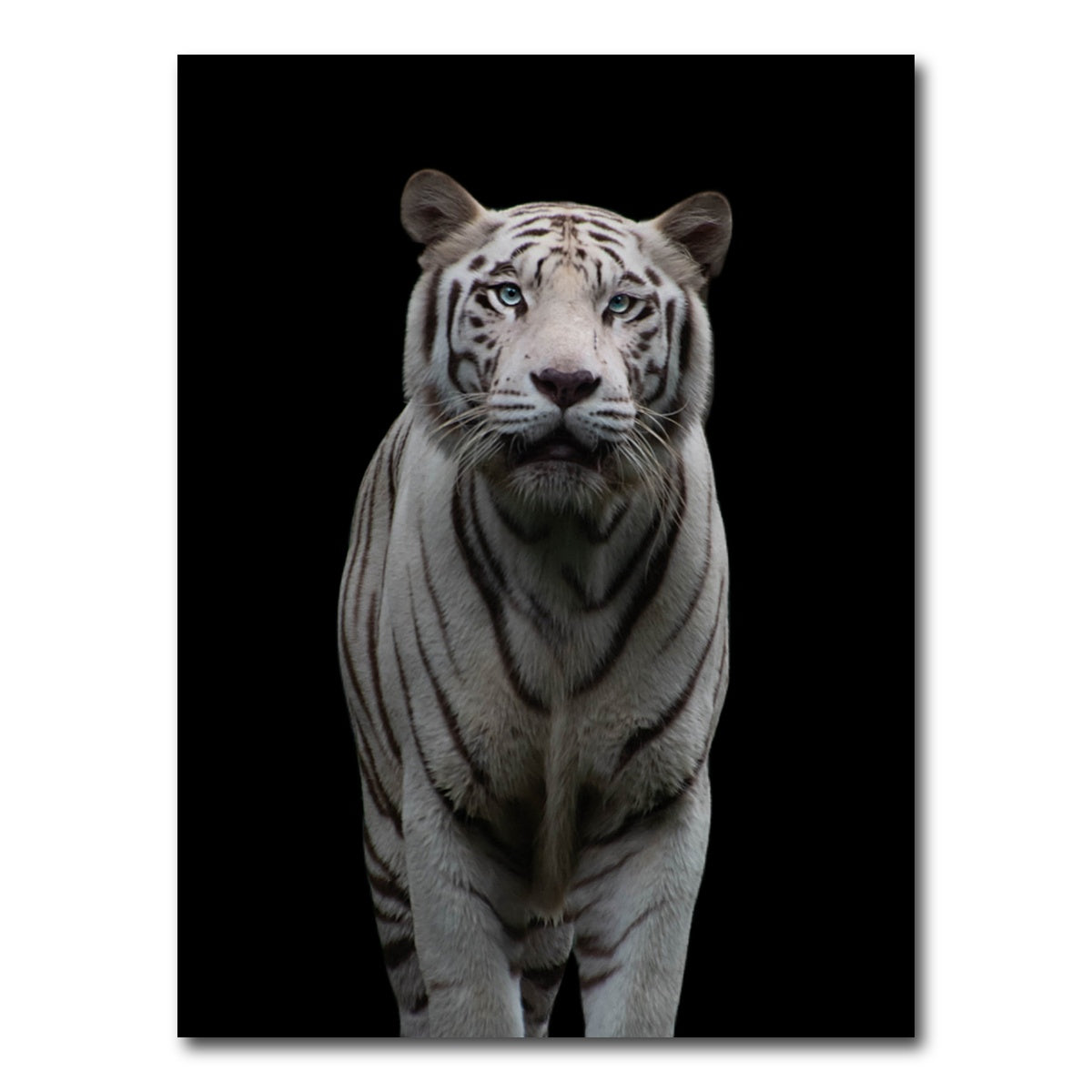 AUTO-MOCKUP WHITE | White Tiger | 1 Piece | Gallery Wrap Canvas | group=3x4