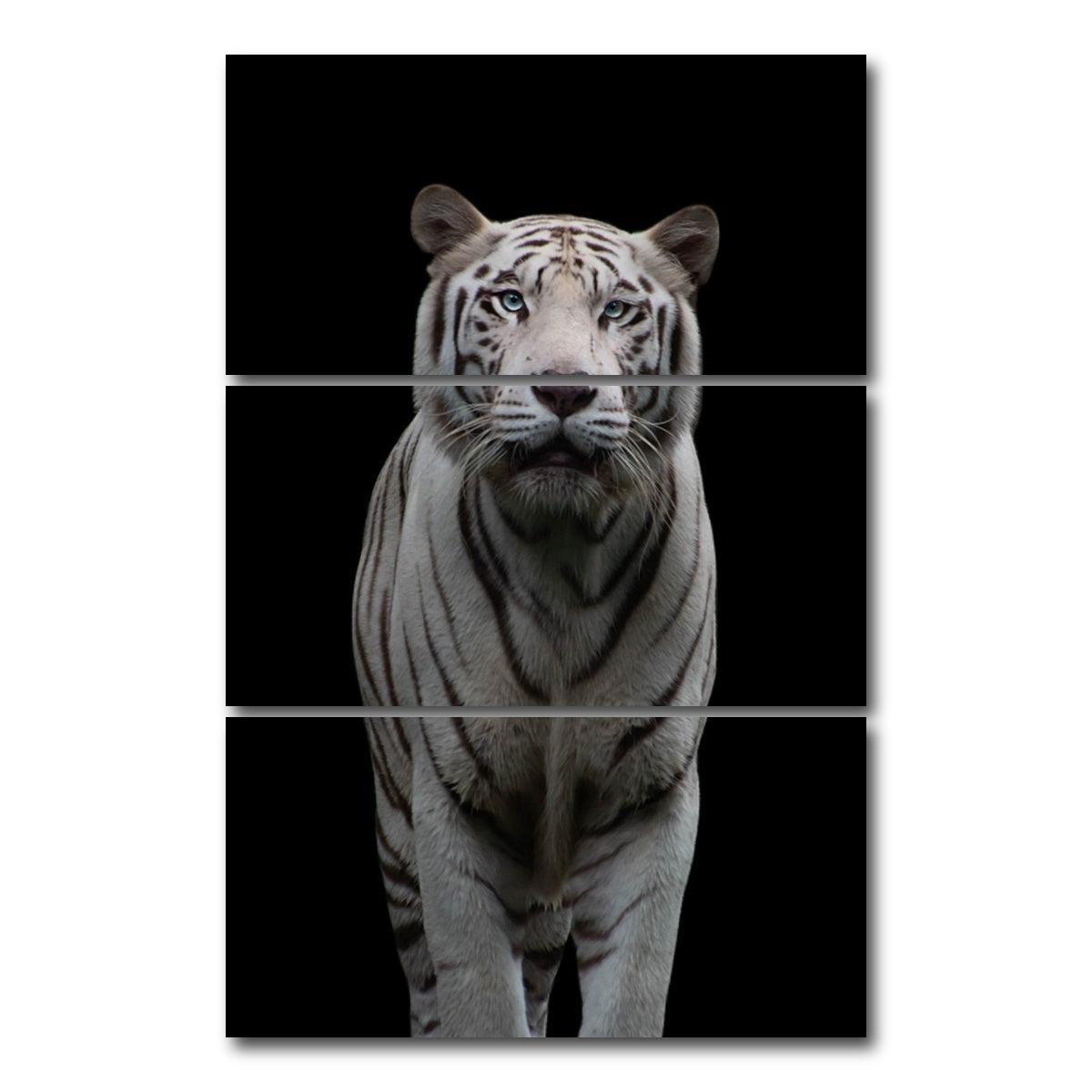 AUTO-MOCKUP WHITE | White Tiger | 3 Piece | Gallery Wrap Canvas | group=12x24_stacked