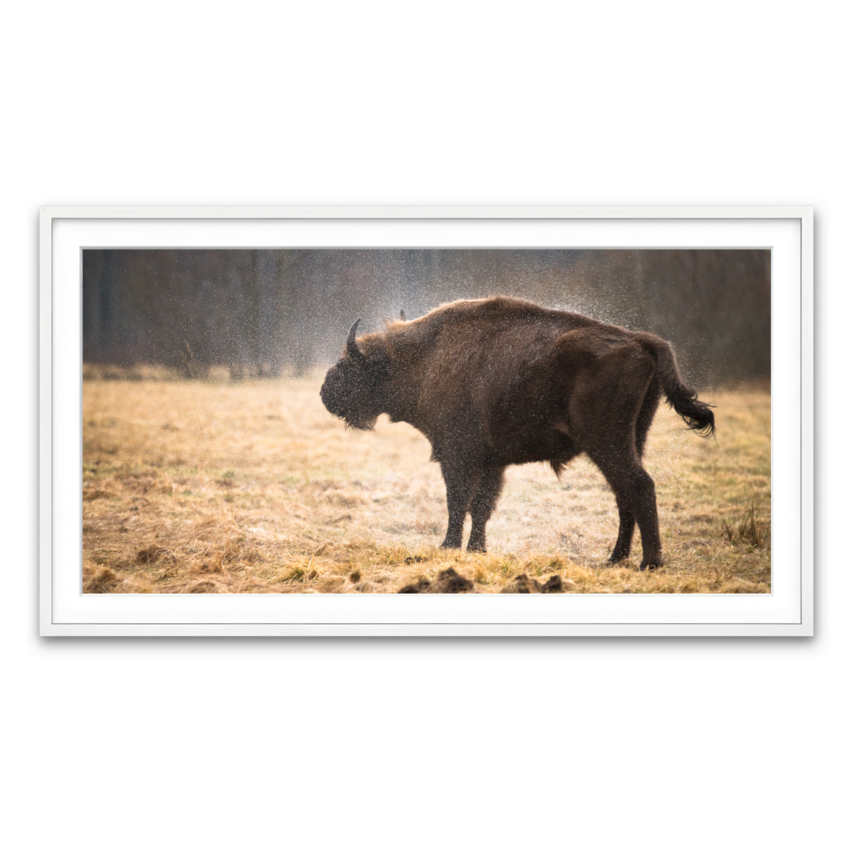 Framed Print 2x1 White