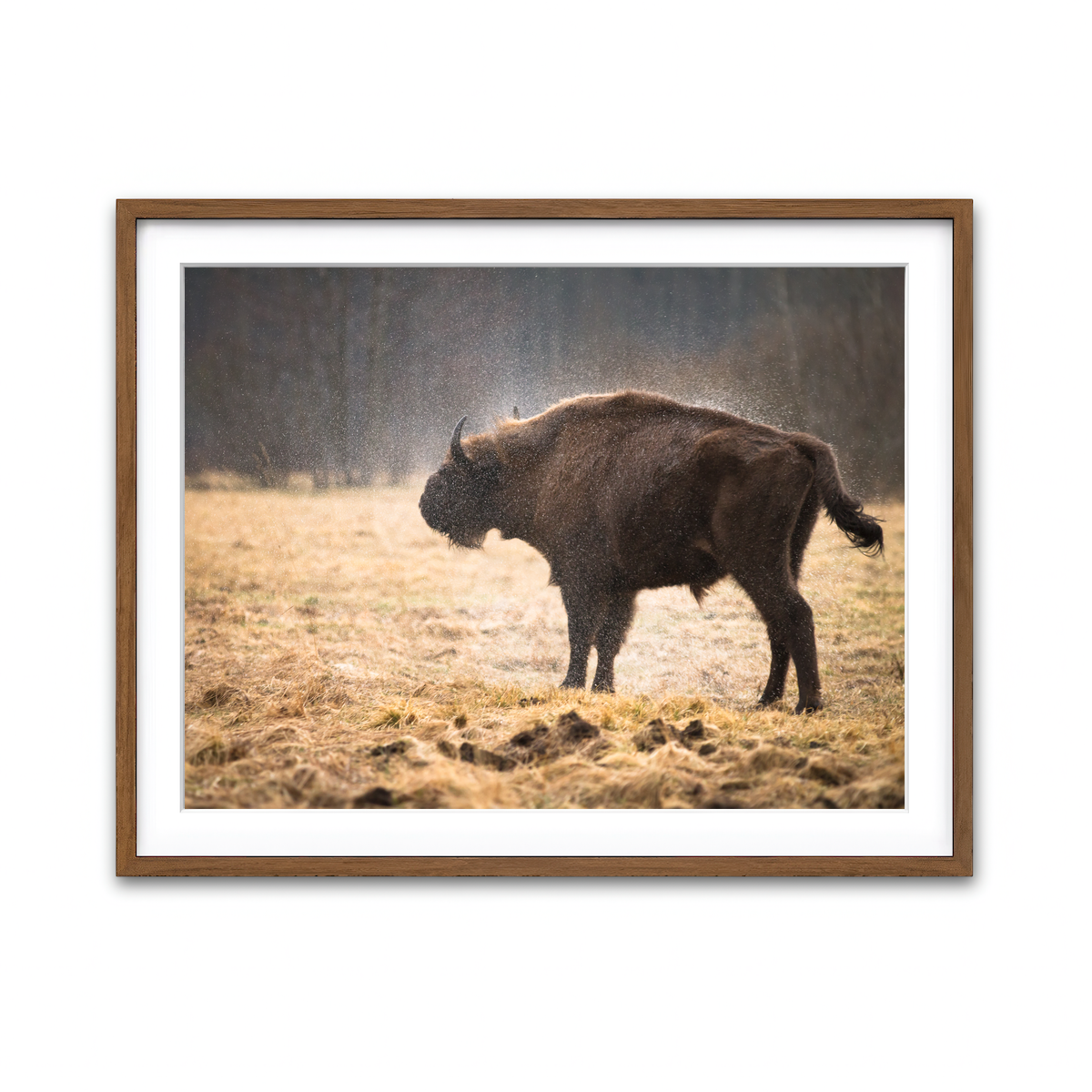 Framed Print 4x3 Walnut