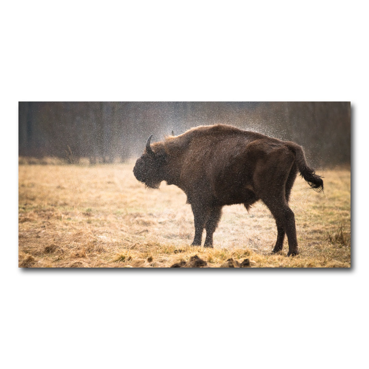 AUTO-MOCKUP WHITE | Wild Bison Shaking off Rain | 1 Piece | Gallery Wrap Canvas | group=2x1