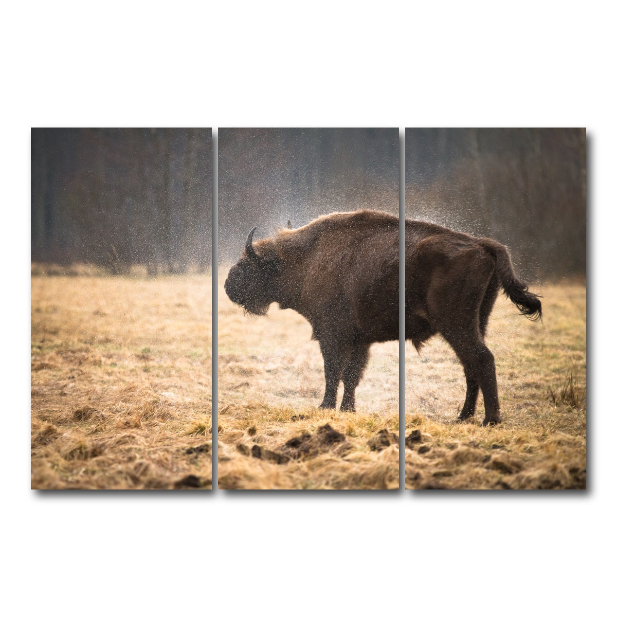 AUTO-MOCKUP WHITE | Wild Bison Shaking off Rain | 3 Piece | Gallery Wrap Canvas | group=12x24