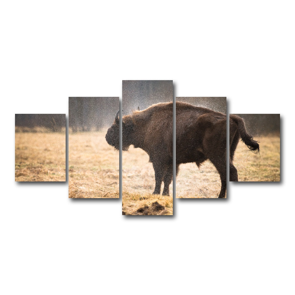 AUTO-MOCKUP WHITE | Wild Bison Shaking off Rain | 5 Piece | Gallery Wrap Canvas | group=5_short