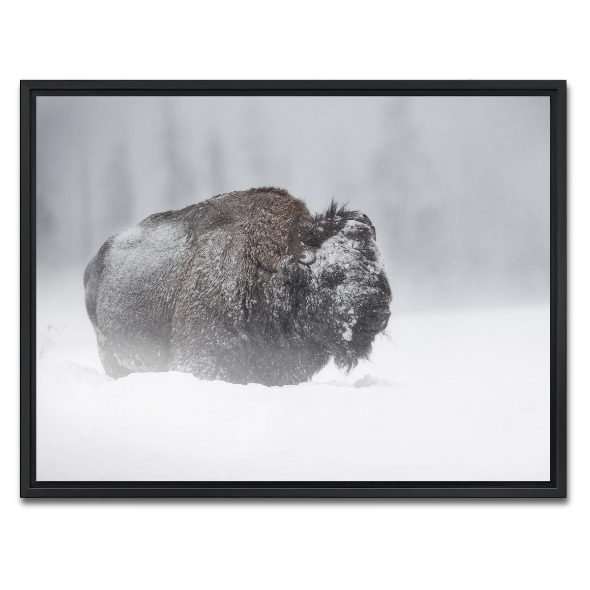 AUTO-MOCKUP WHITE | Winter Bison - Yellowstone | 1 Piece | Black Framed Canvas | group=4x3