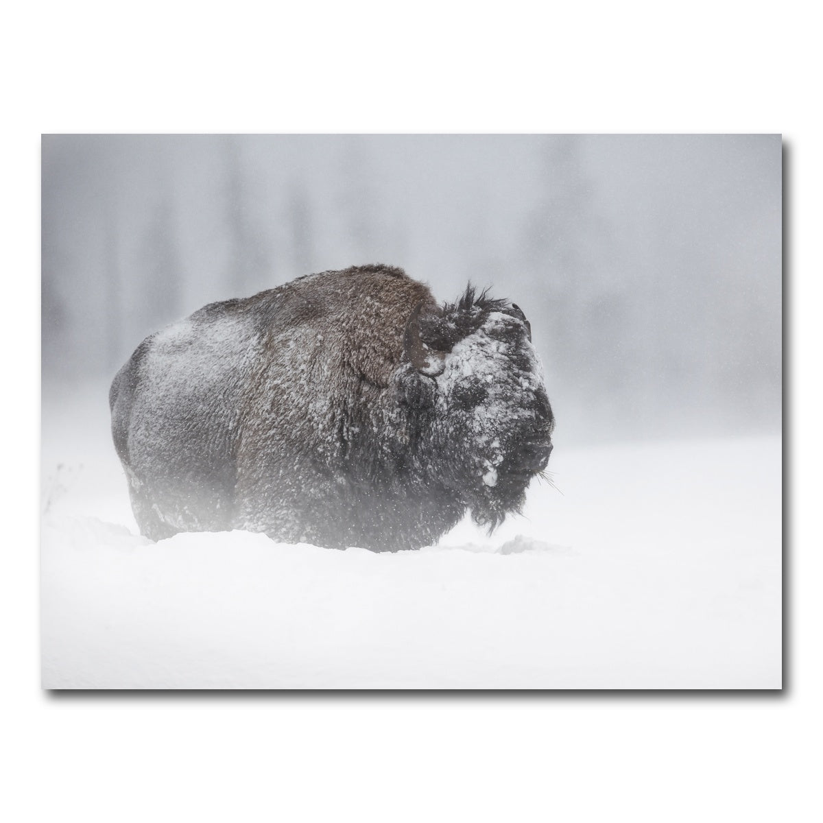 AUTO-MOCKUP WHITE | Winter Bison - Yellowstone | 1 Piece | Gallery Wrap Canvas | group=4x3