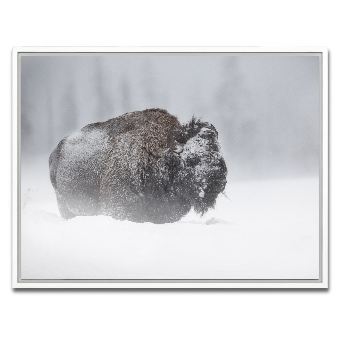 AUTO-MOCKUP WHITE | Winter Bison - Yellowstone | 1 Piece | White Framed Canvas | group=4x3
