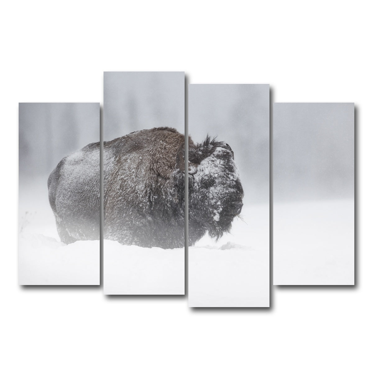AUTO-MOCKUP WHITE | Winter Bison - Yellowstone | 4 Piece | Gallery Wrap Canvas | group=4_normal