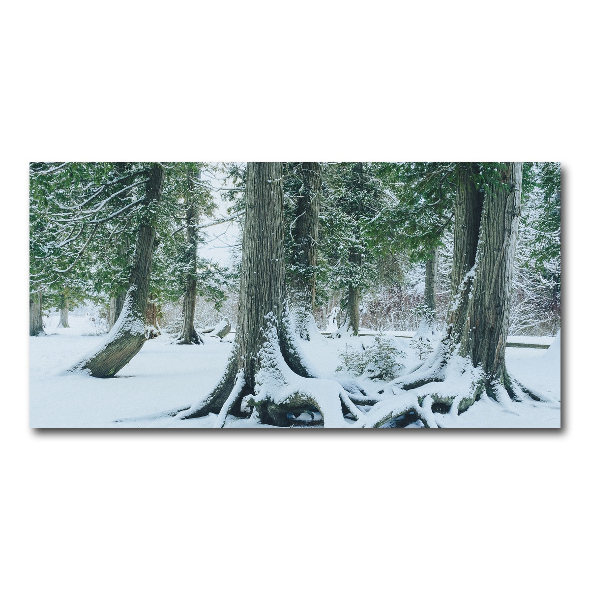 AUTO-MOCKUP WHITE | Winter in Northern BC 1 | 1 Piece | Gallery Wrap Canvas | group=2x1