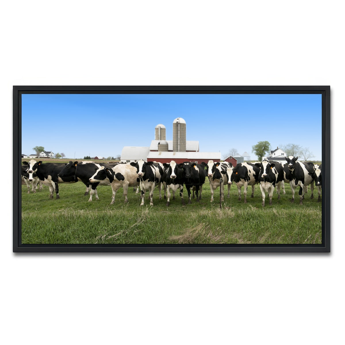 AUTO-MOCKUP WHITE | Wisconsin Dairy Cows | 1 Piece | Black Framed Canvas | group=2x1